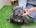 Fotos del anuncio: Pocket american bull cachorros 