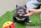 Fotos del anuncio: Pocket american bull cachorros 