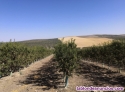 Fotos del anuncio: FincaOlivar tradicional intensivo y superintensivo de 1718Hect en regadio 