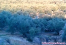Fotos del anuncio: Venta de Fbrica de Conservas en Huelva