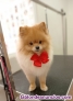 Monta de perro pomerania