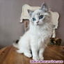 Fotos del anuncio: Adorable gatito ragdoll de regalo