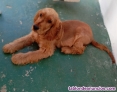 Fotos del anuncio: Cachorro cocker spaniel ingles  