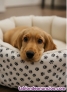 Fotos del anuncio: Cachorro cocker spaniel ingles  
