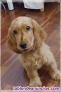 Fotos del anuncio: Cachorro cocker spaniel ingles  