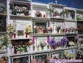 Fotos del anuncio: Limpieza de sepulturas