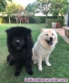 Fotos del anuncio: Chow chow preciosos 