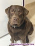 Perro para monta