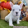 Fotos del anuncio: Regalo: Mini Francs Bulldog Cachorros "612 45 39 18"