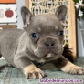 Fotos del anuncio: Regalo: Mini Francs Bulldog Cachorros "612 45 39 18"