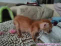 Fotos del anuncio: Regalo gatito de 1 mes y medio