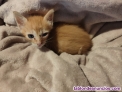 Fotos del anuncio: Regalo gatito de 1 mes y medio