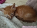 Fotos del anuncio: Regalo gatito de 1 mes y medio