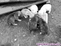 Cachorros de Mastín
