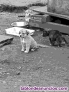 Fotos del anuncio: Cachorros de Mastn 