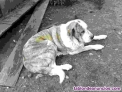Fotos del anuncio: Cachorros de Mastn 