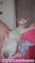 Gato sfinger para montas