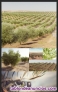 Fincas en Olivarcen Andalucia