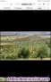 Fotos del anuncio: Fincas en Olivarcen Andalucia