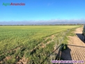 Fotos del anuncio: Finca agrcola regado