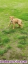 Fotos del anuncio: Cachorro Podenco Andaluz