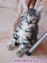 Fotos del anuncio: Regalo precioso gatitos