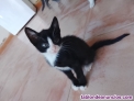 Fotos del anuncio: Regalo precioso gatitos