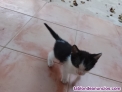 Fotos del anuncio: Regalo precioso gatitos