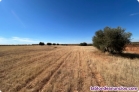 Fotos del anuncio: Finca rstica, 1.7Ha, a 6km de Valdepeas