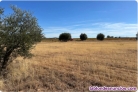 Fotos del anuncio: Finca rstica, 1.7Ha, a 6km de Valdepeas