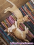 Gatitos buscan nuevo hogar 