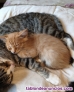 Fotos del anuncio: Gatitos buscan nuevo hogar 