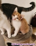 Fotos del anuncio: Gatitos buscan nuevo hogar 