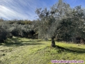 Fotos del anuncio: Olivar