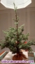 Fotos del anuncio: �rbol de Navidad