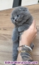 Camada British shorthair fold