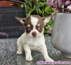Adorable Chihuahua Toy (Cachorros de Navidad): 613 46 66 79