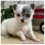 Fotos del anuncio: Adorable Chihuahua Toy (Cachorros de Navidad): 613 46 66 79