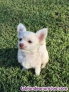Fotos del anuncio: Adorable Chihuahua Toy (Cachorros de Navidad): 613 46 66 79