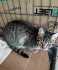 Fotos del anuncio: Gatita en adopcin 