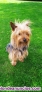 Disponible camada de Yorkshire Terrier 