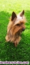 Fotos del anuncio: Disponible camada de Yorkshire Terrier 