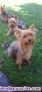 Fotos del anuncio: Disponible camada de Yorkshire Terrier 