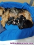Fotos del anuncio: Disponible camada de Yorkshire Terrier 
