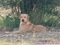Fotos del anuncio: Camada labrador retriever