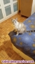 Fotos del anuncio: Gato a adoptar