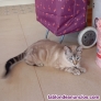Fotos del anuncio: Gato a adoptar
