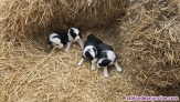 Regalo Cachorros Border Collie