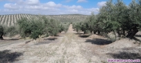 Fotos del anuncio: Olivar de secano