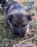 Fotos del anuncio: Regalo cachorros 